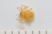 藏品(黃克羅蛛)的圖片