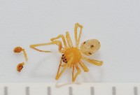 藏品(臺灣克羅蛛)的圖片