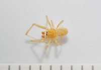 藏品(蘭嶼金姬蛛)的圖片