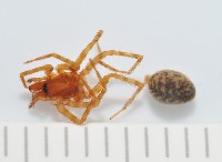 藏品(雙叉隙蛛)的圖片