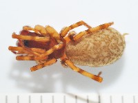 藏品(寬股隙蛛)的圖片