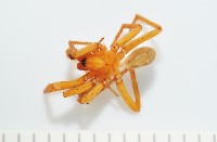 藏品(長亞隙蛛)的圖片