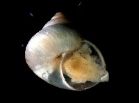 藏品(斑青山蝸牛)的圖片