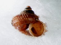 藏品(蘭嶼東洋蝸牛)的圖片