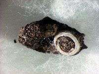 藏品(蘭嶼小山蝸牛)的圖片