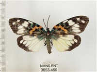 藏品(山龍眼螢斑蛾、雙星螢班蛾)的圖片