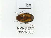 藏品(黑斑陷紋金龜)的圖片