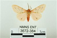 藏品(三條橙燈蛾)的圖片