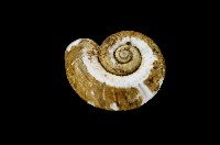 藏品(松崗白帶小山蝸牛)的圖片