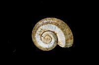 藏品(松崗白帶小山蝸牛)的圖片