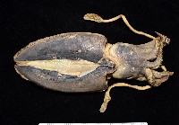 藏品(金烏賊)的圖片