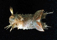 藏品(未知種不倒翁蟲)的圖片