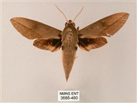 藏品(藏斜紋天蛾)的圖片