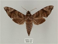 藏品(半緣缺角天蛾)的圖片