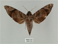 藏品(半緣缺角天蛾)的圖片