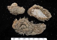 藏品(海鼠鱗沙蠶)的圖片