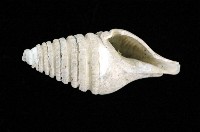 藏品(佛塔捲管螺)的圖片