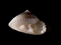 藏品(星形白鐘螺)的圖片