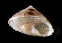 藏品(星形白鐘螺)的圖片