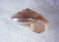 藏品(珠光鐘螺)的圖片