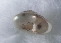 藏品(珠光鐘螺)的圖片