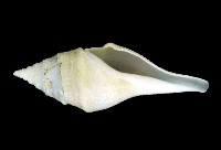 藏品(矛形捲管螺)的圖片