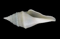 藏品(矛形捲管螺)的圖片