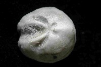 藏品(凹卵形(凹裂星)海膽)的圖片