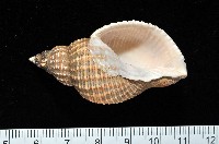 藏品(巨核螺)的圖片