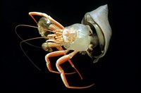 藏品(未知種擬寄居蟹)的圖片