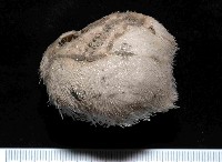 藏品(凹卵形(凹裂星)海膽)的圖片