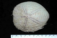 藏品(大脆心形海膽)的圖片