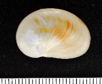 藏品(清平扁玉螺)的圖片