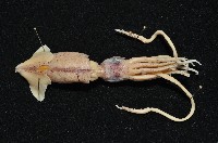 藏品(多鉤鉤腕魷)的圖片