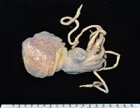 藏品(雙乳突僧頭烏賊)的圖片