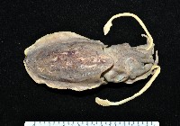 藏品(佐佐木烏賊)的圖片