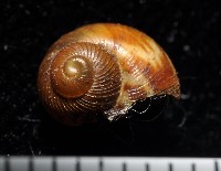 藏品(膨脹大山蝸牛)的圖片