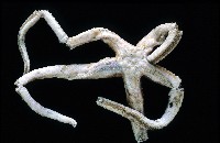 藏品(未知種正海星)的圖片