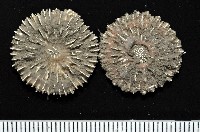 藏品(圓角杯珊瑚)的圖片