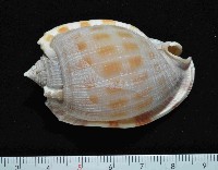 藏品(布紋鬘螺)的圖片