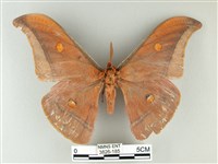 藏品(紅目天蠶蛾)的圖片