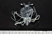 藏品(未知種蟬蝦亞科幼生)的圖片