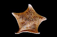 藏品(日本五角海星)的圖片