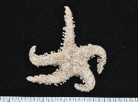 藏品(太陽海星之一種)的圖片
