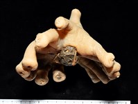 藏品(寄居蟹鞘群海葵)的圖片