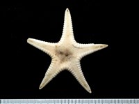 藏品(鑲邊海星)的圖片