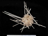 藏品(秀麗組頭帕)的圖片