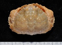 藏品(公雞饅頭蟹)的圖片