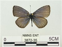 藏品(大紫琉灰蝶)的圖片