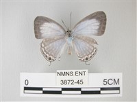 藏品(淡青雅波灰蝶)的圖片